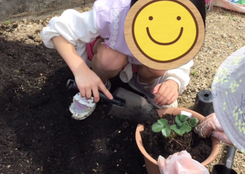 苺の栽培・苗を植える